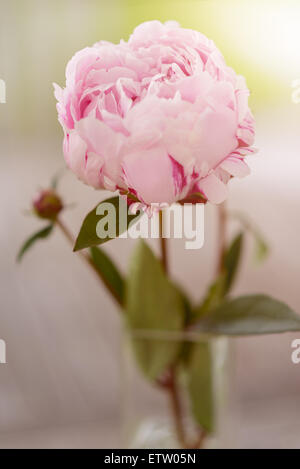 Attraktive frische rosa Pfingstrose Blume Pflanze an einem Stiel mit grüne Blätter in Nahaufnahme erfassen. Stockfoto