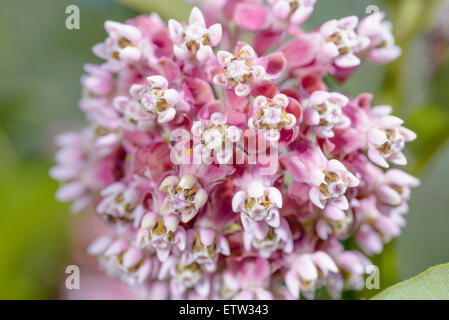 Makro einer rosafarbenen und weißen Wolfsmilch Blume auf der Wiese unter die warme Frühlingssonne Stockfoto