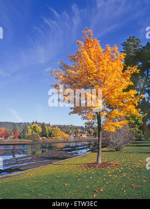 Eine junge Ahorn Baum abwechselnd Gold im Herbst entlang der Deschutes River Drake Park in Bend, Oregon Stockfoto