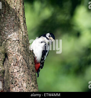 Eine größere entdeckt Specht an der Seite eines Baumes. Stockfoto