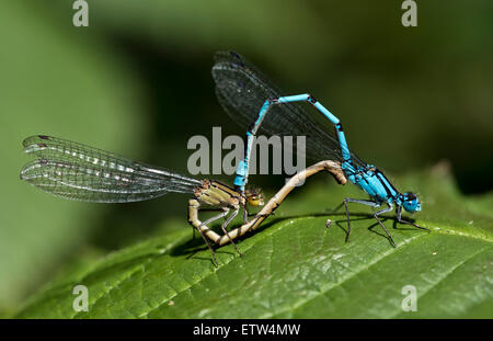 Paarung zweier gemeinsame blaue Libellen auf einem grünen Blatt Stockfoto