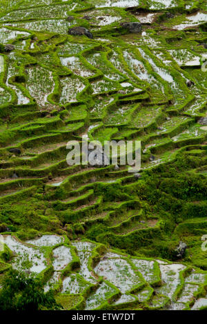 Reisfelder in Batutumonga, Lempo, Nord-Toraja, Süd-Sulawesi, Indonesien. Stockfoto