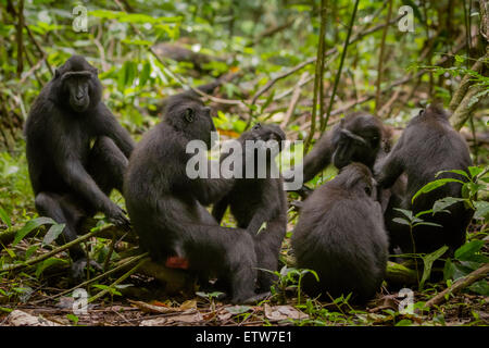 Eine Truppe Sulawesi-Schwarzkammmakaken (Macaca nigra) wird während ihrer sozialen Aktivitäten im Tangkoko Nature Reserve, Indonesien, fotografiert. Stockfoto