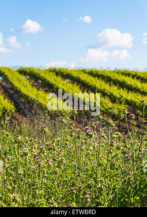 Kulturlandschaft, Pflanzung von Weinbergen im Sommer Stockfoto
