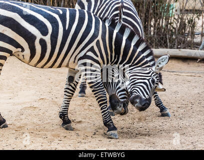 zwei junge Zebras im Zoo die Voliere Stockfoto