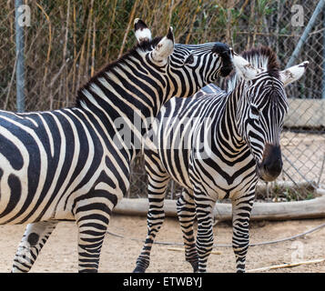 zwei junge Zebras im Zoo die Voliere Stockfoto