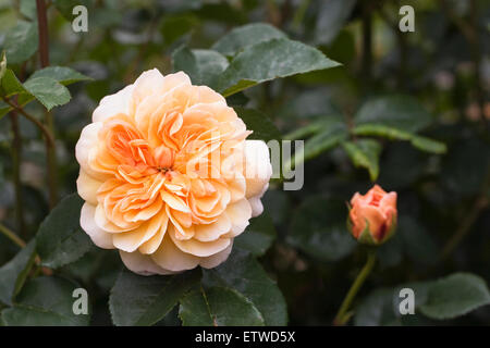 Rosa Port Sunlight (Auslofty) Stockfoto