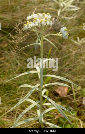 Pearly Everlasting, Anaphalis Margaritacea dasd Stockfoto