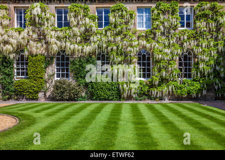 Weiß blühende chinesische Wisteria Sinensis um die georgianische Fenster eines herrschaftlichen Hauses. Stockfoto