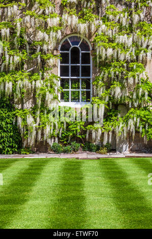 Weiß blühende chinesische Wisteria Sinensis um die georgianische Fenster eines herrschaftlichen Hauses. Stockfoto