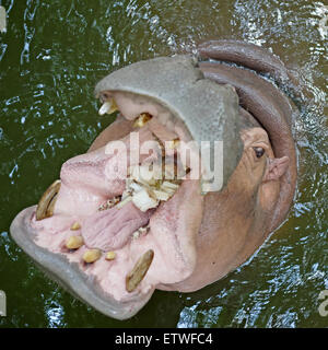 Nahaufnahme von Nilpferd offenem Mund Essen warten Stockfoto