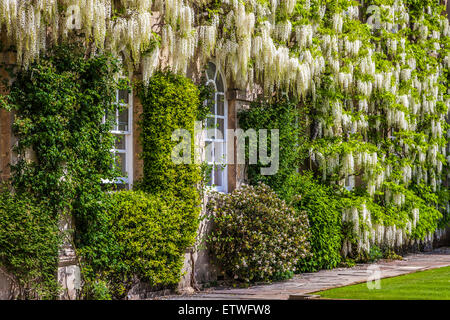 Weiß blühende chinesische Wisteria Sinensis um die georgianische Fenster eines herrschaftlichen Hauses. Stockfoto