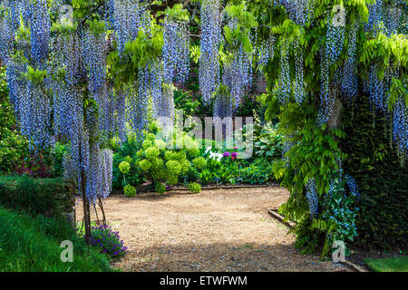 Blau blühende chinesische Wisteria Sinensis im ummauerten Garten der Bowood House in Wiltshire. Stockfoto