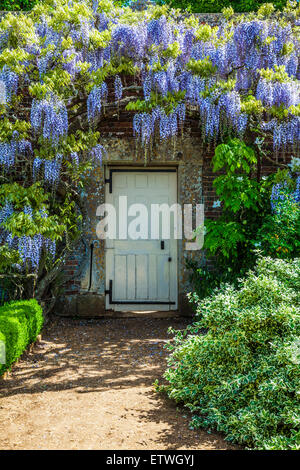 Blau blühende chinesische Wisteria Sinensis im ummauerten Garten der Bowood House in Wiltshire. Stockfoto