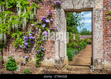 Weiß blühende chinesische Wisteria Sinensis und Clematis im ummauerten Garten der Bowood House in Wiltshire. Stockfoto