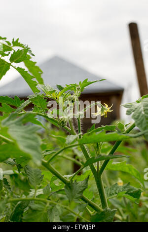 Einsame gelbe Tomate Blüte auf einer Pflanze in einem Garten wächst Stockfoto