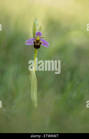 Eine Biene Orchidee bei Martin Down in Hampshire. Stockfoto