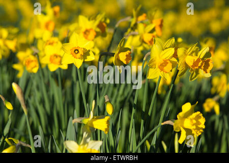 Narzissen blühen im Frühling, Basingstoke, Hampshire, England. Thema: Frühling, Wiedergeburt Stockfoto