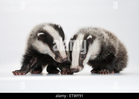 Europäischer Dachs (Meles Meles), zwei junge Dachse, schnüffeln Stockfoto