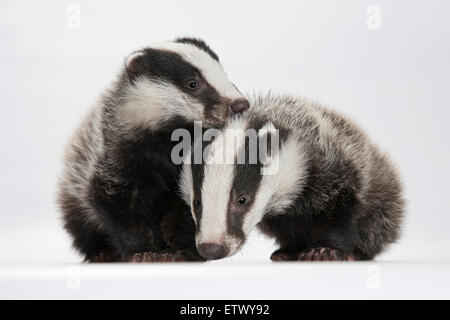 Europäischer Dachs (Meles Meles), zwei junge Dachse Stockfoto