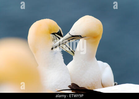 Basstölpel (Morus bassanus), die gegenseitige Gefiederpflege, Helgoland, Schleswig-Holstein, Deutschland Stockfoto