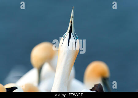 Northern Gannet (Morus bassanus) bis suchen, Helgoland, Schleswig-Holstein, Deutschland Stockfoto