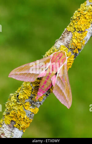 Elephant Hawk-Moth (Deilephila Elpenor) Erwachsenen Insekt ruht auf Xanthoria Flechten bedeckten Zweig, Norfolk, England, Stockfoto