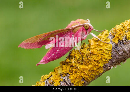 Elephant Hawk-Moth (Deilephila Elpenor) Erwachsenen Insekt ruht auf Xanthoria Flechten bedeckten Zweig, Norfolk, England, Stockfoto