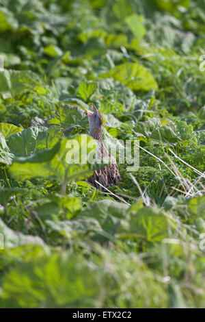 Wachtelkönig (Crex Crex).  Am Straßenrand Vegetation anrufen aus. Iona. Inneren Hebriden. Westküste Schottlands. Mai. Stockfoto