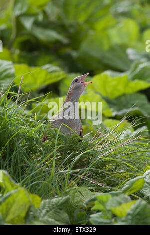 Wachtelkönig (Crex Crex).  Aufruf aus der Deckung Vegetation einschließlich Pestwurz (Petasites Hybridus). Iona. Schottland. Stockfoto