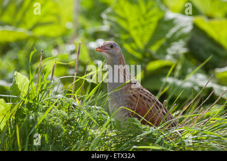 Wachtelkönig (Crex Crex).  Aus der Deckung Vegetation einschließlich Pestwurz (Petasites Hybridus) erscheinen. Iona. SCHOTTLAND. Stockfoto