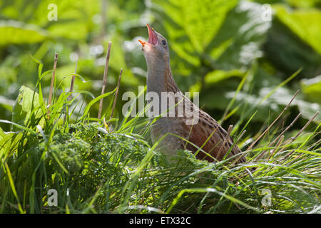 Wachtelkönig (Crex Crex).  Aufruf aus der Deckung Vegetation einschließlich Pestwurz (Petasites Hybridus). Iona. Schottland. Stockfoto