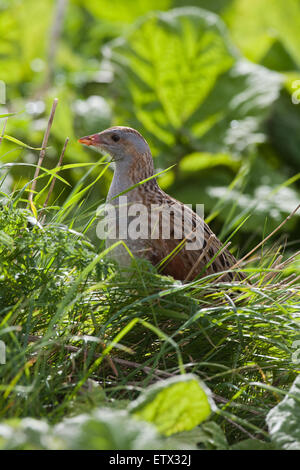 Wachtelkönig (Crex Crex).  Momentane Pause vom Aufruf von am Straßenrand Abdeckung Vegetation. IONA. Schottland. Stockfoto