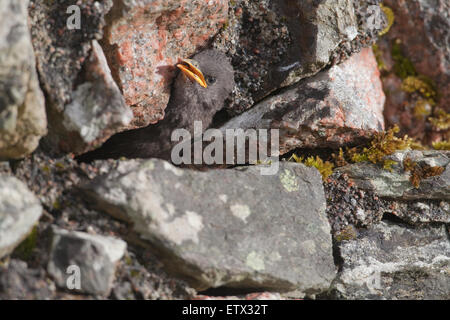 Starling (Sternus Vulgaris). Junge, wartet für einen Elternteil zu essen, zum nisten Loch zwischen Granitsteine zu liefern. Iona. Stockfoto