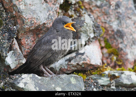 Starling (Sternus Vulgaris). Junge Junge warten auf die Lieferung von Lebensmitteln von einem Elternteil. Iona. Inneren Hebriden. Schottland. Stockfoto