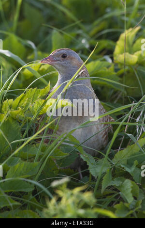 Niederländische Rabbit Stockfoto