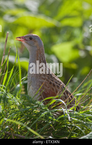 Wachtelkönig (Crex Crex).  Berufung von Vegetation. Iona. Westküste Schottlands. Mai. Stockfoto