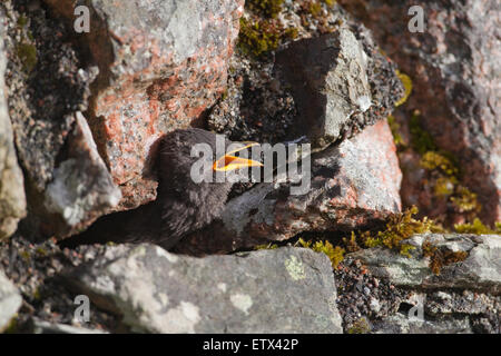 Starling (Sternus Vulgaris). Junge, wartet für einen Elternteil zu essen, der Verschachtelung Bohrung in einer Steinmauer zu liefern. Iona. Stockfoto