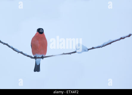 Eurasische Gimpel, Pyrrhula Pyrrhula, auf einem Ast mit Schnee Stockfoto