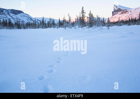 Winterlandschaft mit Red Fox Spuren im Schnee im Sarek Nationalpark mit Mount Skerfe im Hintergrund in Schwedisch-Lappland Stockfoto