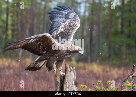 Steinadler auf einem Baumstamm sitzend und mit seinen Flügeln schlägt in Schweden, Skandinavien Stockfoto