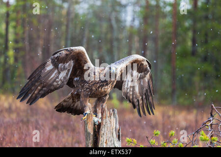 Steinadler auf einem Baumstamm sitzend und mit seinen Flügeln schlägt und Blick in die Kamera in Schweden, Skandinavien Stockfoto