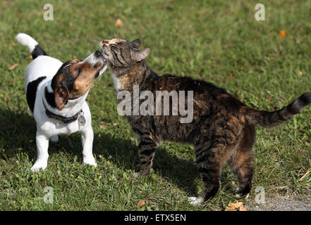 Görlsdorf, Deutschland, Jack Russell Terrier lecken von einer Hauskatze Stockfoto