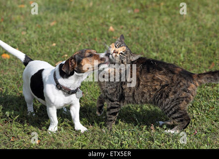 Görlsdorf, Deutschland, Jack Russell Terrier lecken von einer Hauskatze Stockfoto