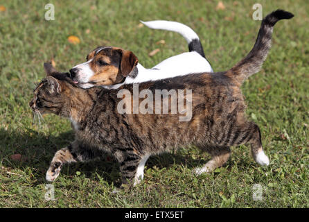 Görlsdorf, Deutschland, Jack Russell Terrier und Hauskatze friedlich nebeneinander laufen Stockfoto