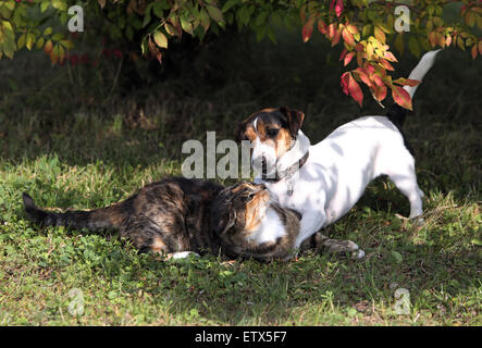 Görlsdorf, Deutschland, Jack Russell Terrier angreifen einer Hauskatze Stockfoto