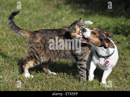 Görlsdorf, Deutschland, Jack Russell Terrier beißt eine Hauskatze Stockfoto