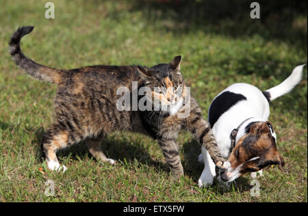 Görlsdorf, Deutschland, Hauskatze ist ein Jack Russell Terrier eine Pfote Seitenhieb auf die Schnauze Stockfoto