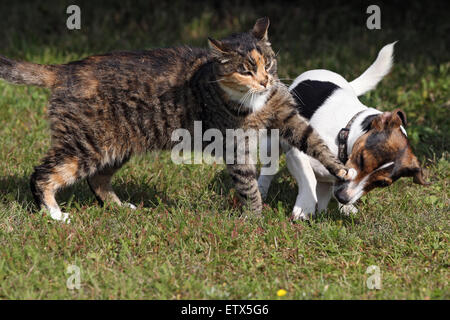 Görlsdorf, Deutschland, Hauskatze ist ein Jack Russell Terrier eine Pfote Seitenhieb auf die Schnauze Stockfoto