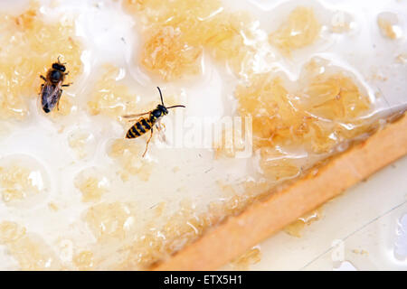 Briescht, Deutschland, Honigbiene und Wespe sitzt auf einer Wabe Stockfoto